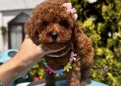 Mini boy toy poodle yavrular